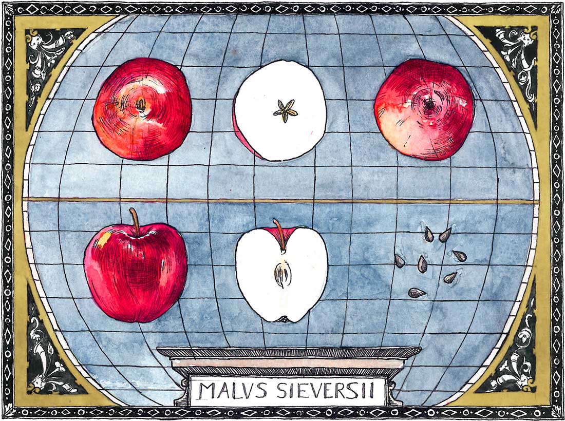 Naï Zakharia - Malus sieversii originally published in Emergence Magazine © the artist