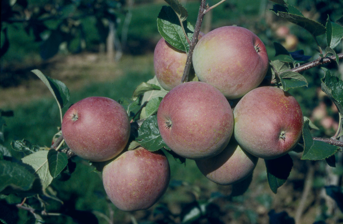 Fuji Apples © Frank Matthews