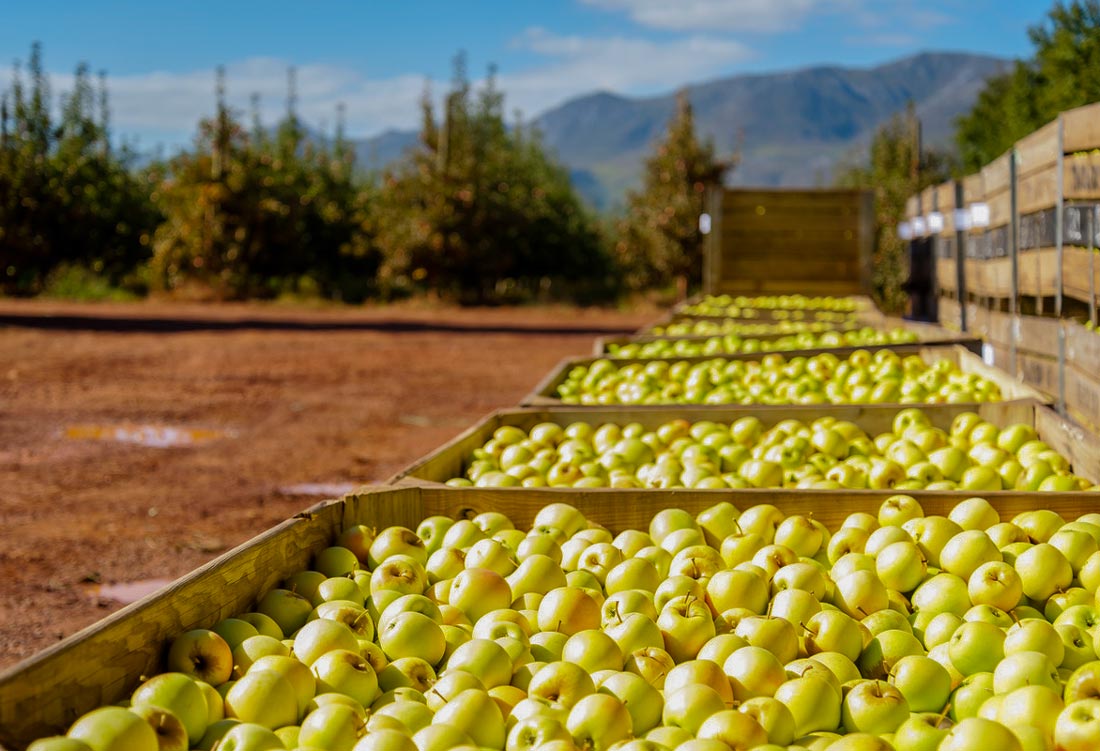 Golden Delicious apples ready to despatch at a Tru-Cape grower near Grabouw, South Africa © Tru-Cape