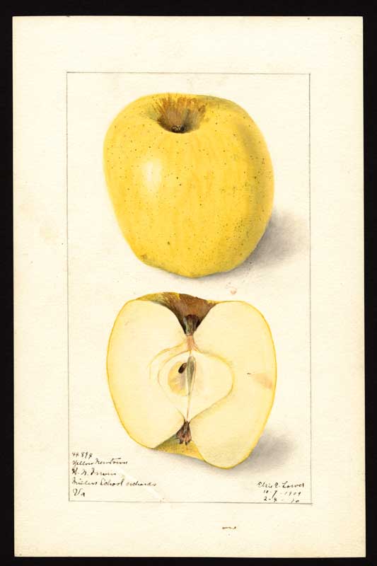 Elsie Lower - Yellow Newton Pippin, 1910 (Virginia, USA) © U.S. Department of Agriculture Pomological Watercolor Collection, National Agricultural Library, Beltsville, MD