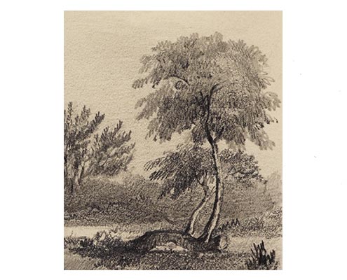 Apple tree at Woolsthorpe Manor, 1840, George Rowe after Thomas Howison, Drawing © The Royal Society