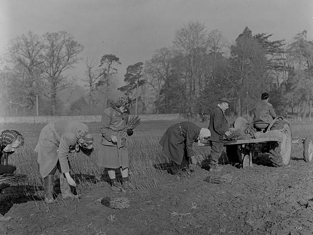 Rootstock planting at East Malling 1930s © NIAB EMR