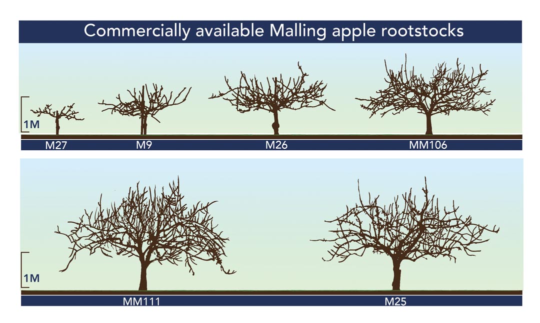 Malling Apple Rootstocks © NIAB EMR