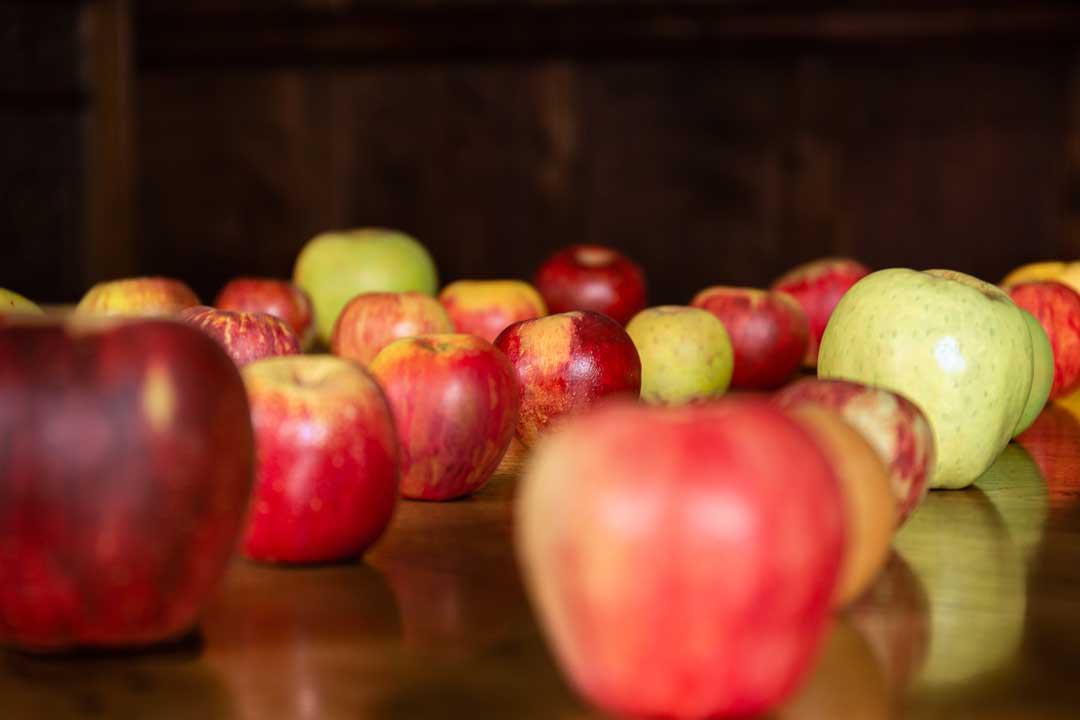 Display of apple models by Lottie Sweeney at the Museum of Cider commissioned by Hereford Cider Museum Trust for Apples & People Photography © Paul Ligas Photography paulligas.com