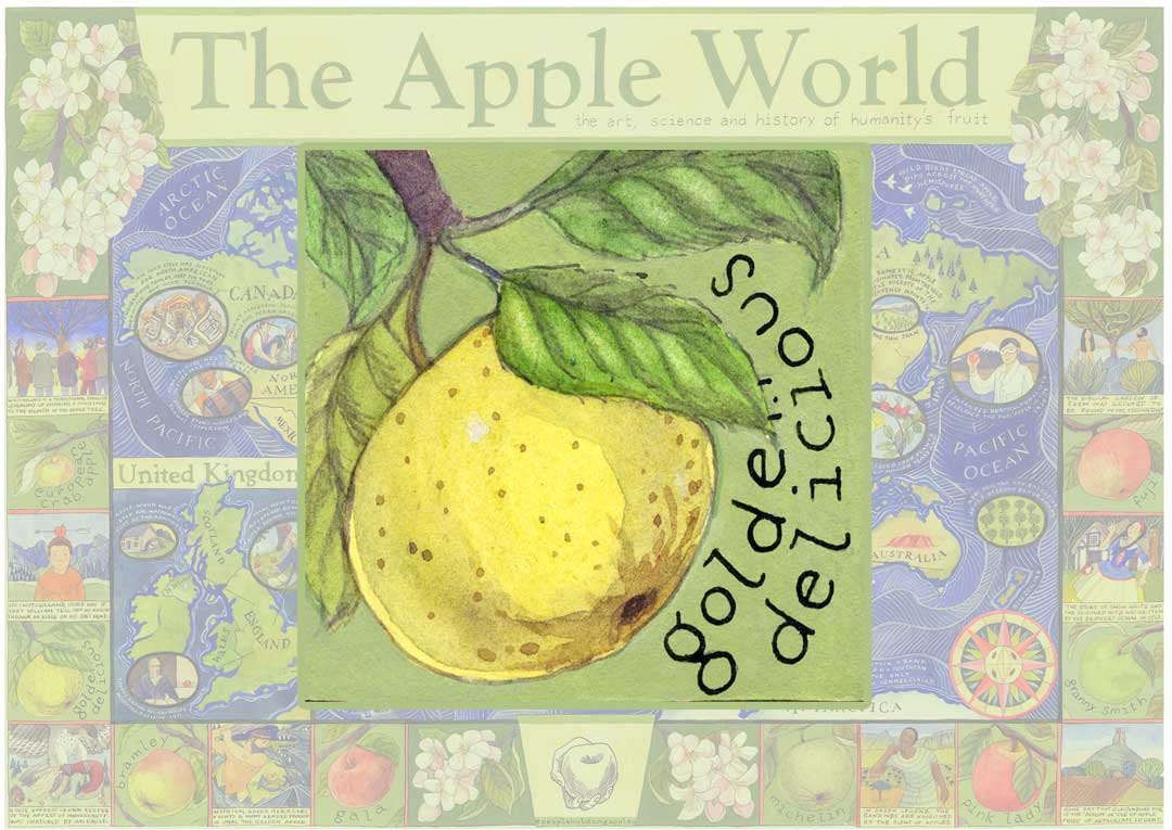 Golden Delicious, from chance seedling to apple archetype.