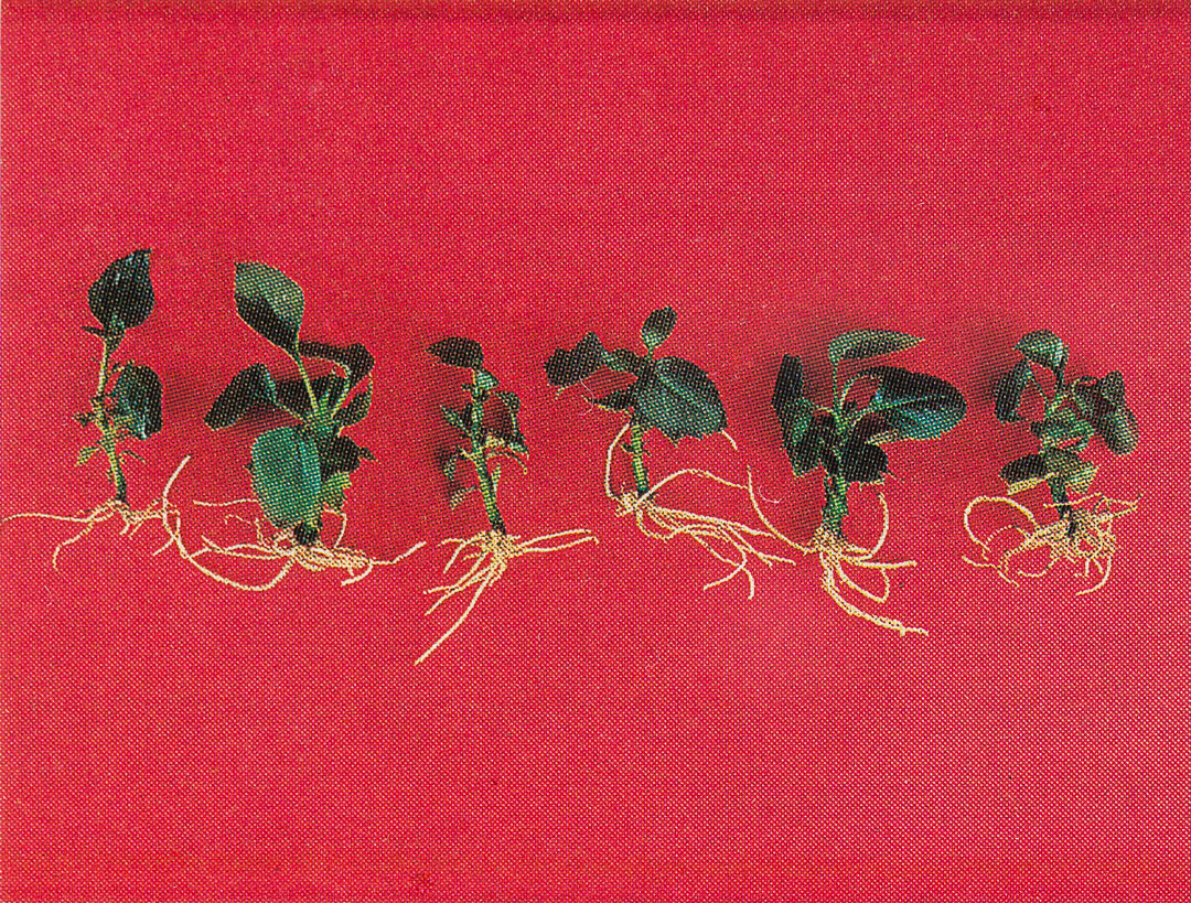 Cloned, self-rooted Bramley plantlets prior to their transfer to soil. From the 1991 report in The Garden by Dr Brian Power & Professor Edward Cocking © RHS Lindley Collections