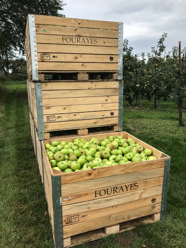 Bramley apples picked from a close-planted orchard. Image provided by Fourayes ©