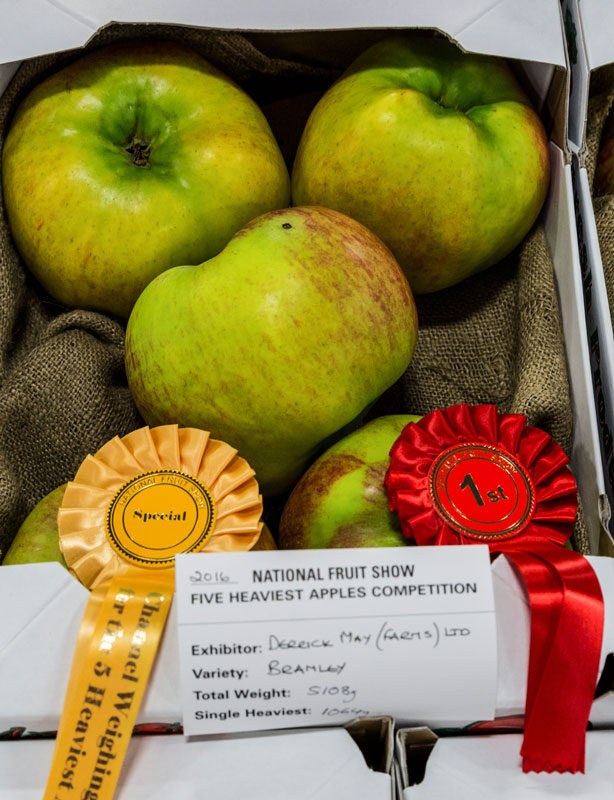 Regular winner of the Five Heaviest Apples competition. UK National Fruit Show 2016 © Martin Apps, Countrywide Photographic
