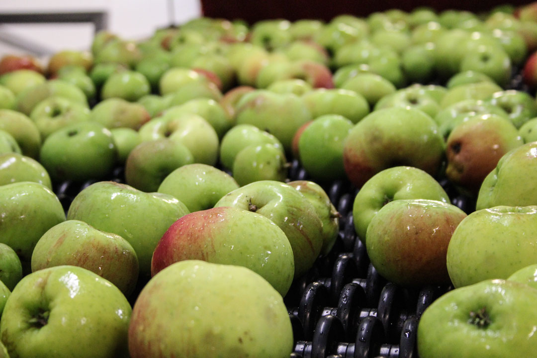Bramley apples processed in the factory at Fourayes Farm. Image provided by Fourayes ©