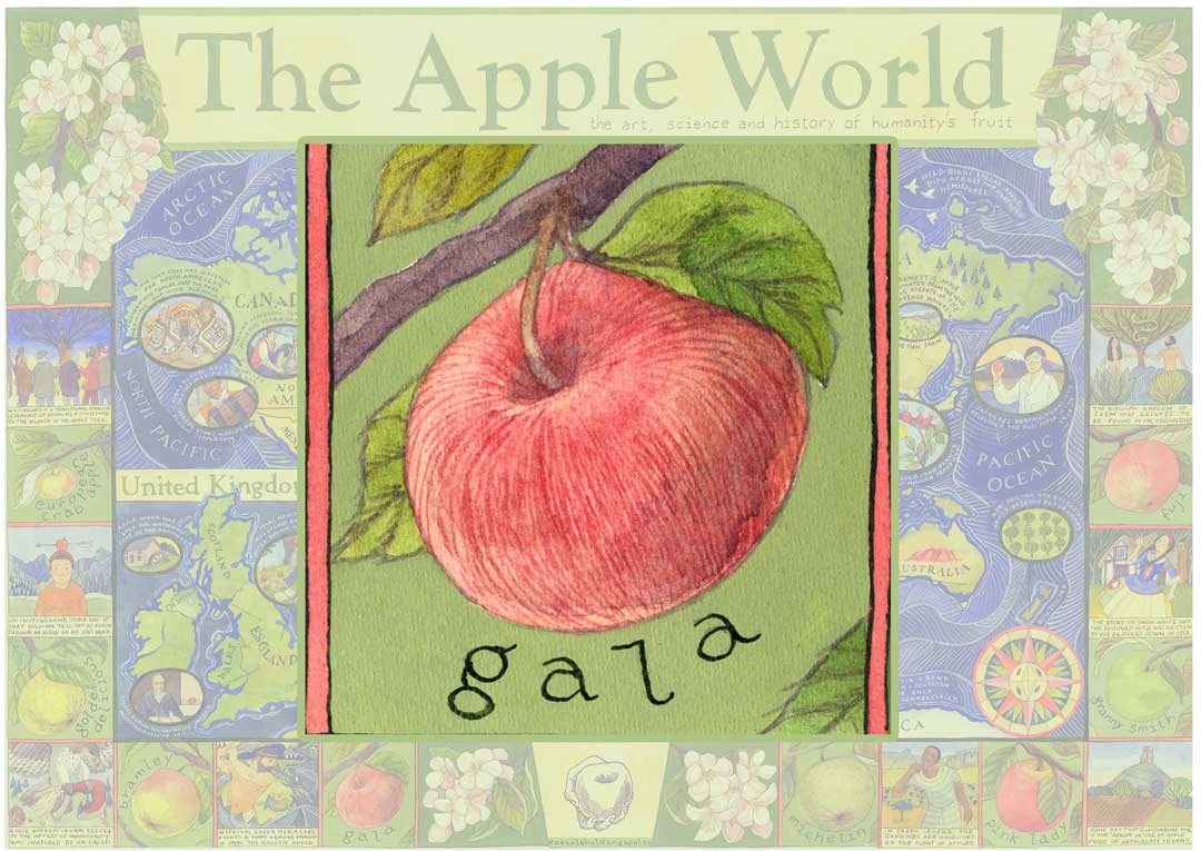 The Royal Gala apple, recalling Her Majesty The Queen’s visits to New Zealand