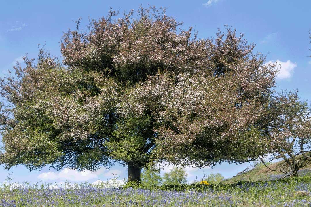 A large Malus sylvestris tree amongst bluebells near St John's Town of Dalry, Dumfries and Galloway, Scotland. © Rick Worrell