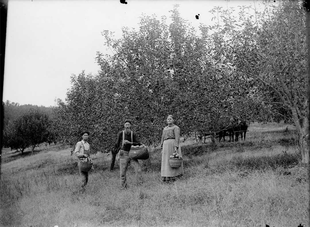 Apple picking in the Ozarks Charles Elliott Gill 1900-1910. Courtesy of the Missouri State Archives, MS330 Charles Elliott Gill Photograph Collection