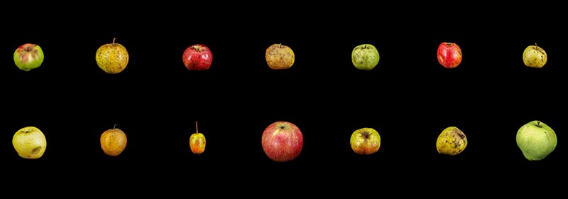 William Arnold - 42 Wilding Apples of The Camborne & Redruth Mining District commissioned by Hereford Cider Museum Trust for Apples & People © the artist