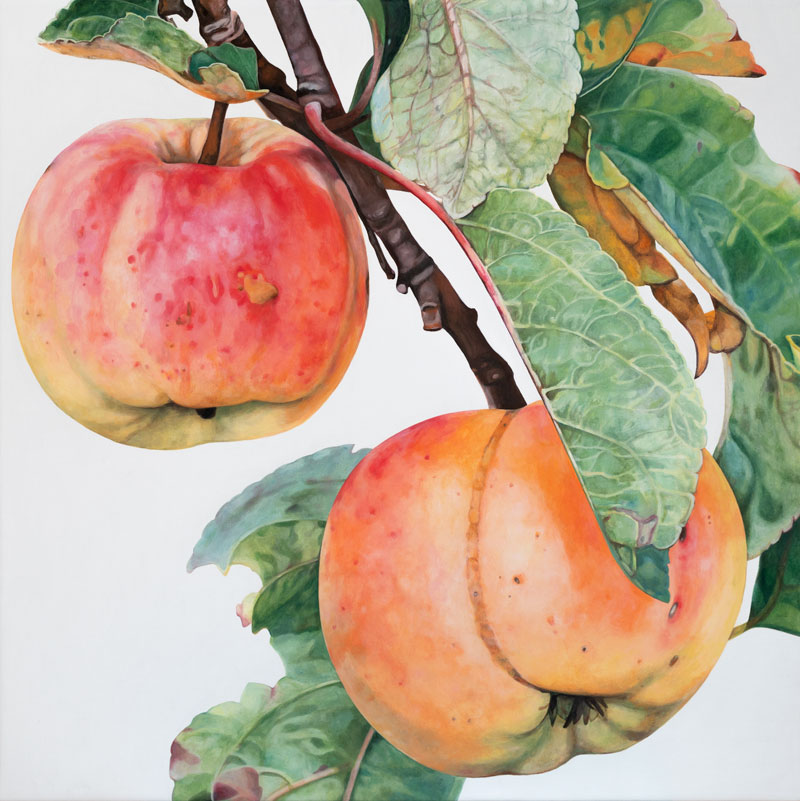 Malus domestica Edelborsdorfer, Rosaceae, 2019, 80x80x2 cm, oil on linen Photography Dorothea Burkhardt © the artist