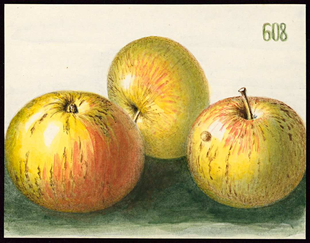 Korbinian Aigner – Äpfel 608 Edelborsdorfer © Technische Universität München ǀ TUM Archiv