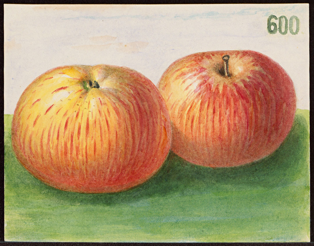 Korbinian Aigner – Äpfel 600 KZ3 Korbiniansapfel © Technische Universität München ǀ TUM Archiv