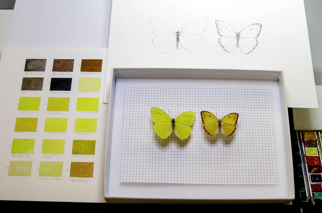 Alison Turnbull - Watercolour with butterfly specimens from the Galápagos Islands. Residency, Entomology department, Natural History Museum, London, 2010 © the artist