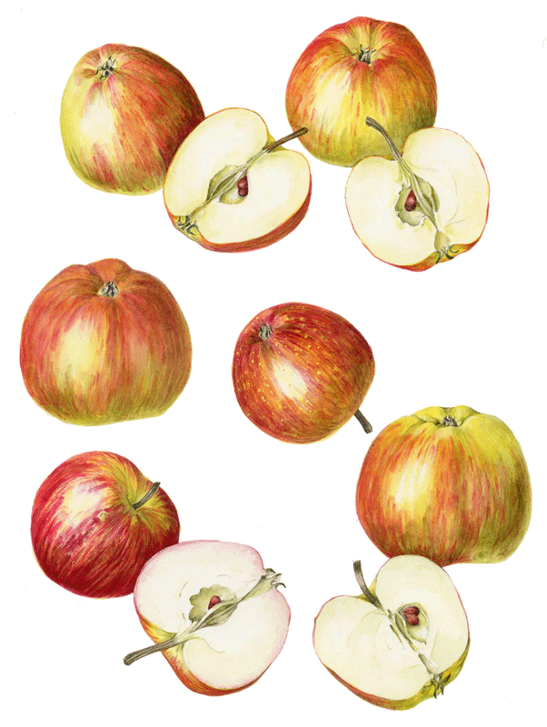 Liz Copas - 21st century apples Clockwise from bottom left. Prince William, Nicky, Three Counties, Helen's Apple, Naomi, Tracey