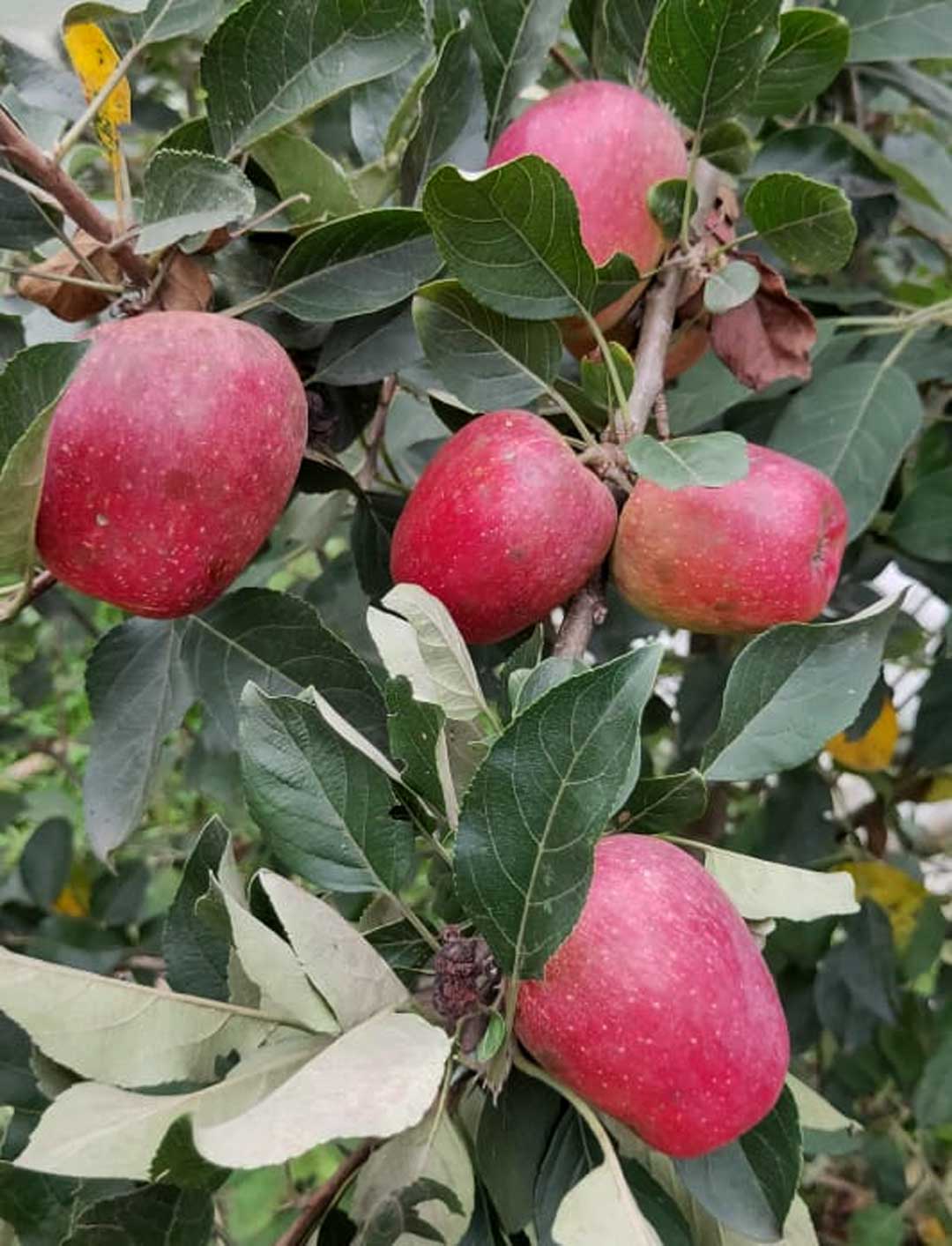 HRMN-99 tropical apples grown in Manipur, a hilly state in North-eastern India with tropical and subtropical weather zones. Summer temperatures can be as high as 40 degrees Celsius. Courtesy of Harman Singh.
