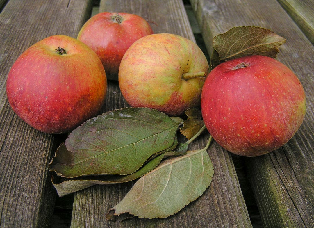 Three Counties apple Liz Copas ©