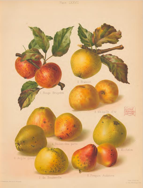 Hogg and Bull - The Herefordshire Pomona (1876-1885) The Normandy cider apples introduced by the Woolhope Club into Herefordshire in 1884 including the one called Michelin.