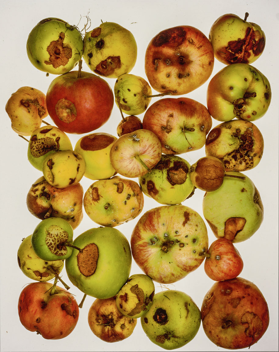 Photograph by Irving Penn - Red Apples, New York (1985) © The Irving Penn Foundation. Courtesy of J. Paul Getty Museum, Los Angeles USA, Gift of Nancy and Bruce Berman. Reproduced with permission from The Irving Penn Foundation, New York, USA.