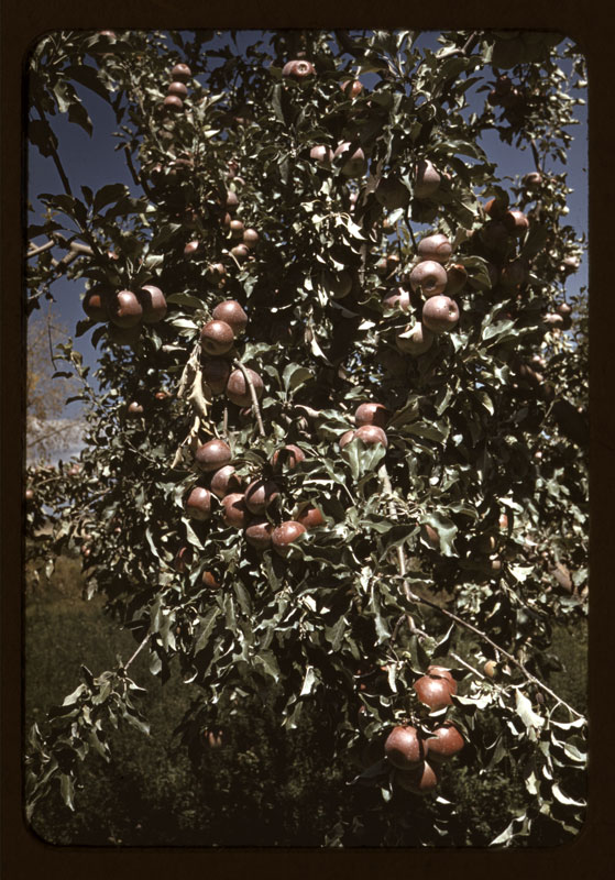 Russell Lee - Peaches [i.e. apples] on a tree, orchard in Delta County, Colorado (1940) Library of Congress