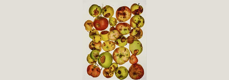 The World According to Apples - a poem by George Venn