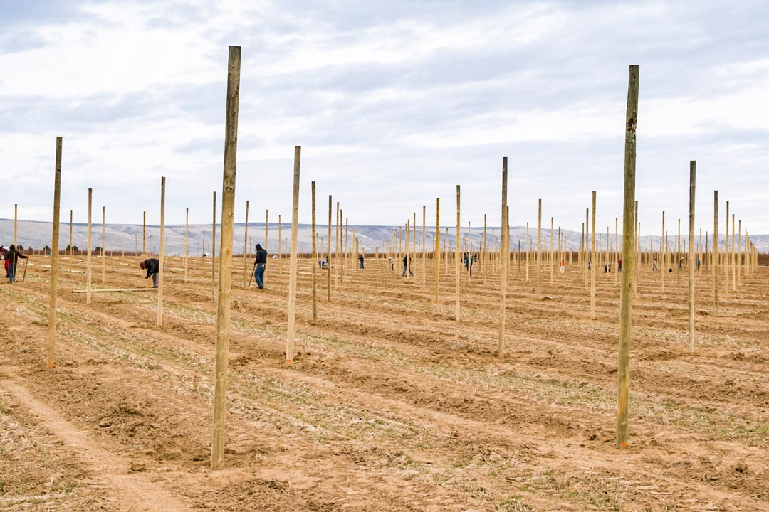 Migrant workers planting a new apple orchard at Mattawa, Washington in 2018 © Stemilt Growers LLC