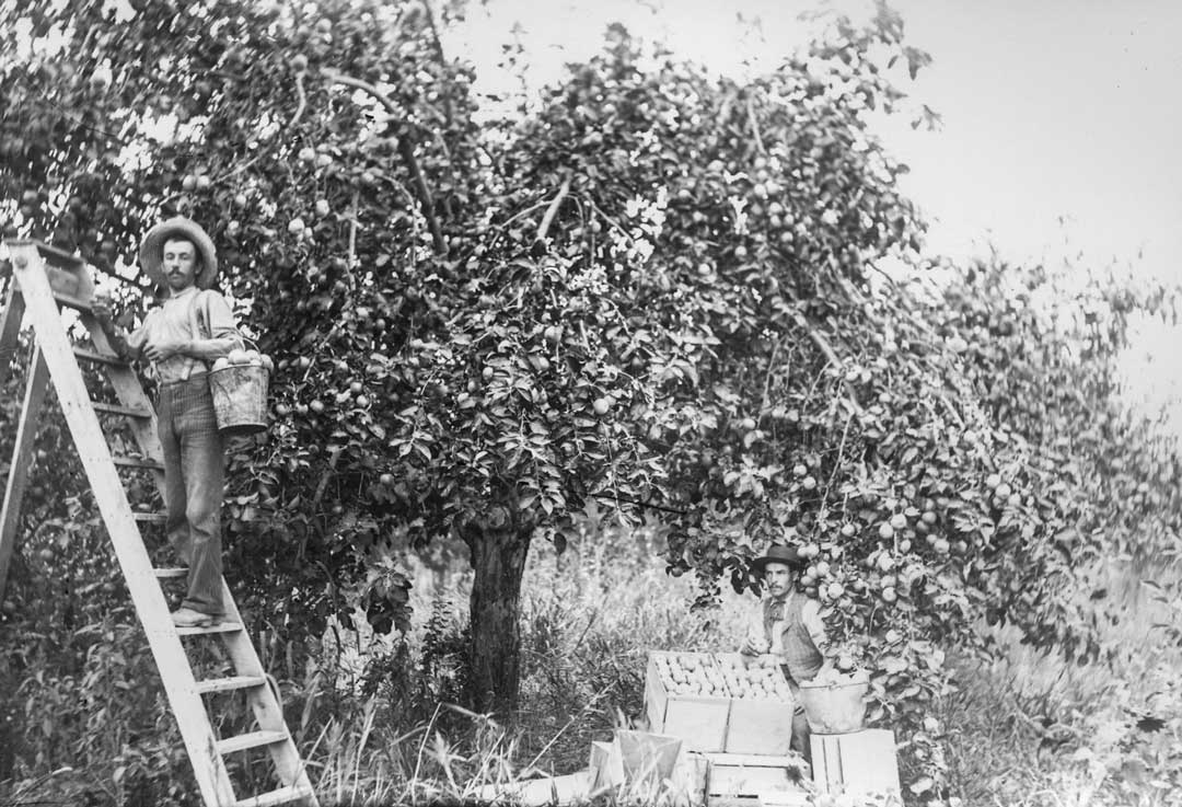 Braceros harvesting apples in a Washington orchard 1940s © Wenatchee Valley Museum and Cultural Center