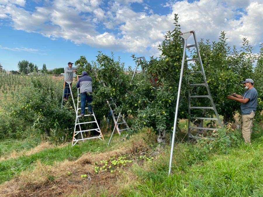 Latinos thinning apple trees in López Orchards in 2022 Courtesy of Carlos López