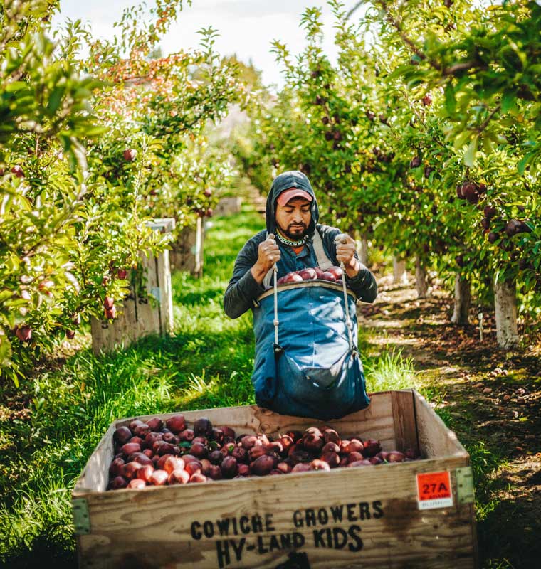 Picking Red Delicious apples at Yakima 2020 © Washington Apple Commission