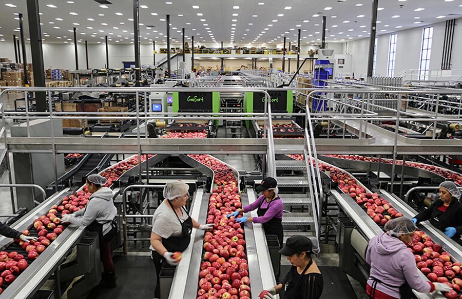 Latina women sort apples in a Wenatchee warehouse. The fruit, suspended in water, moves along a conveyor belt so workers can remove inferior fruit and sort the apples by size. Photo courtesy CMI Orchards and Chris Rader