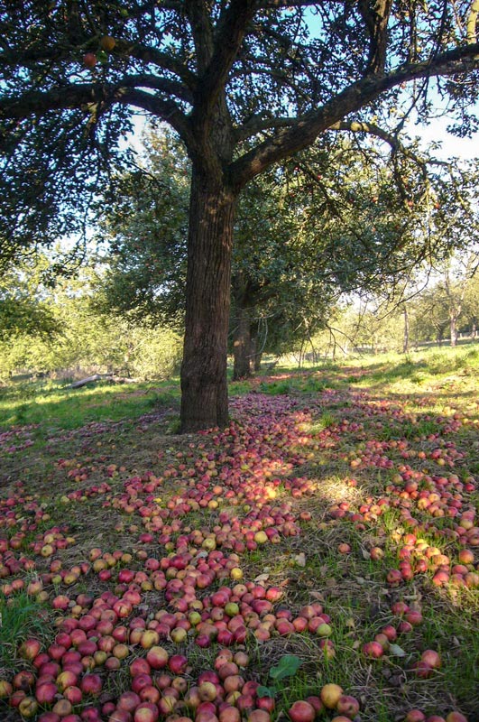 An orchard in Herefordshire © Brightspace Foundation