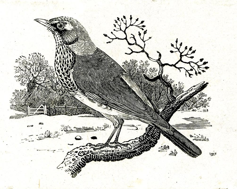 Field fare Proof of illustration to Thomas Bewick's 'History of British Birds' © The trustees of the British Museum