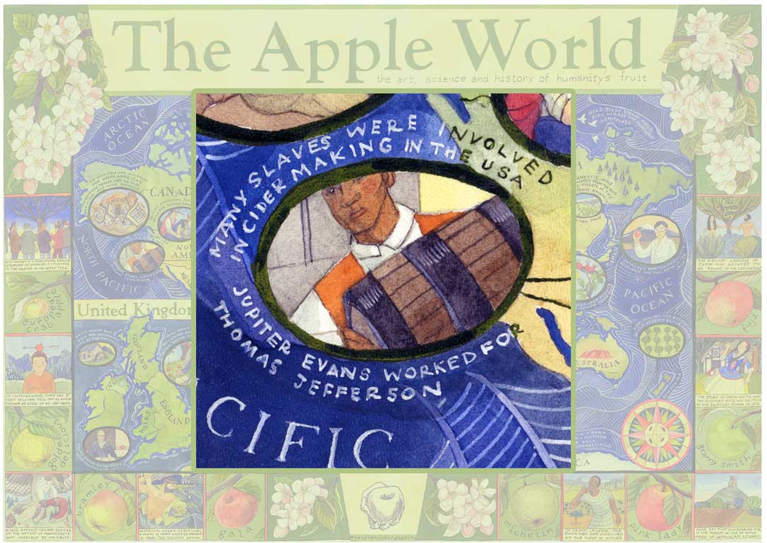 Apple Story 40 Apples for the Wealthy In nineteenth century America, enslaved people grew apples for wealthy landowners, and perfected fine ciders for them to drink