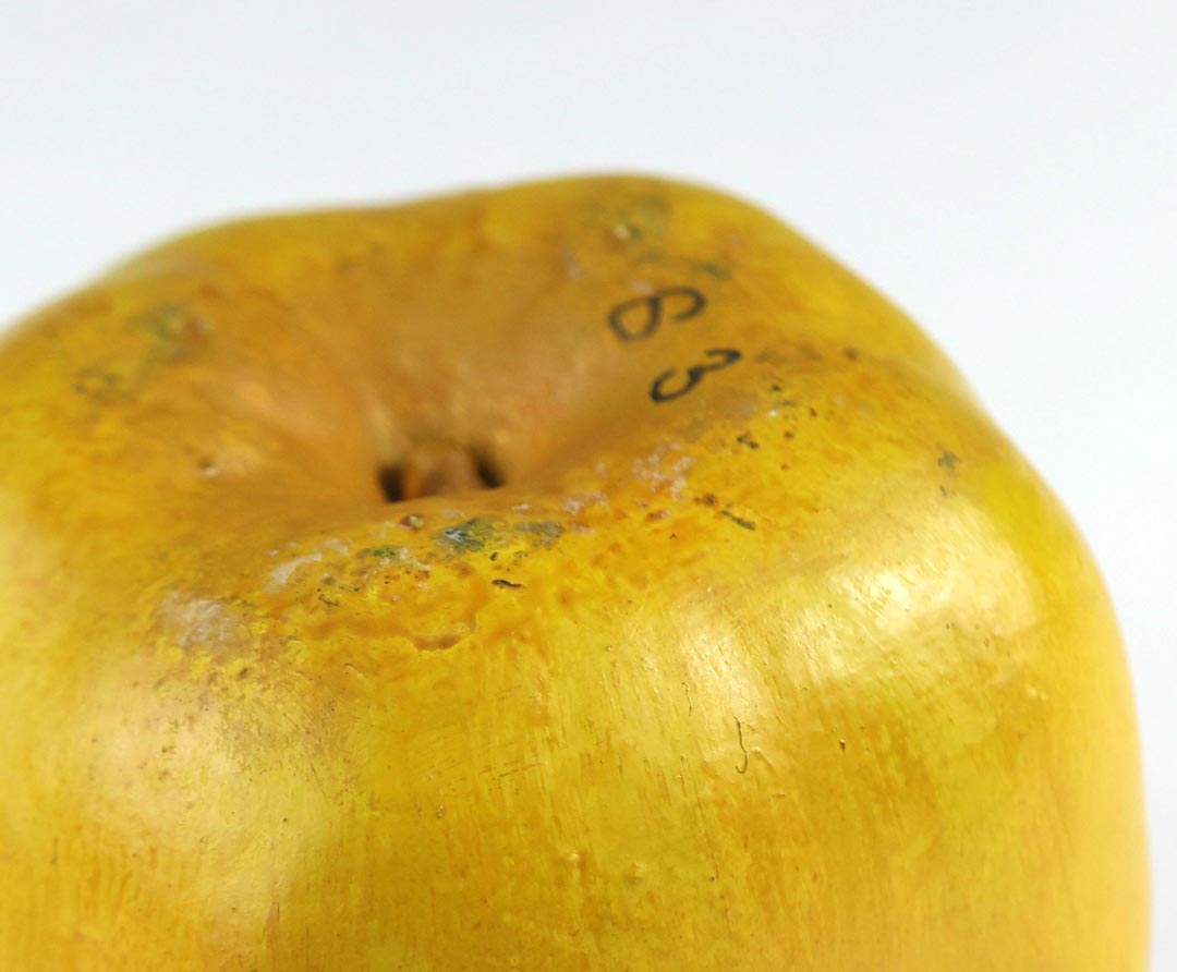 Model apple (detail), probably Royal Jubilee, in the Economic Botany Collection at the Royal Botanic Gardens Kew © Photograph courtesy of Erin Messenger