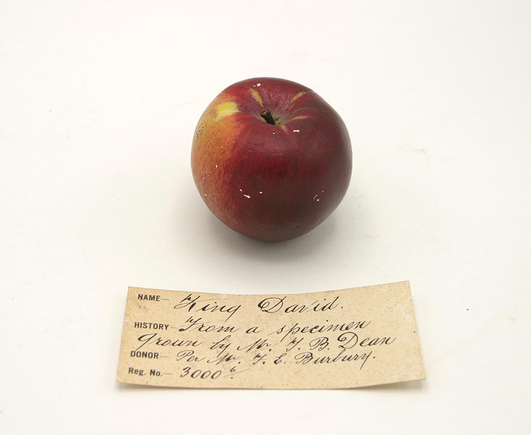 Model of King David cast from apple grown at Saltwater River, Tasmania, by Mr TB Dean (1914), possibly commissioned by Museum director HH Scott and Mr W Rocher clerk of Launceston City Council. Donated by Mr FE Burbury. Courtesy of Queen Victoria Museum and Art Gallery, Launceston, Tasmania