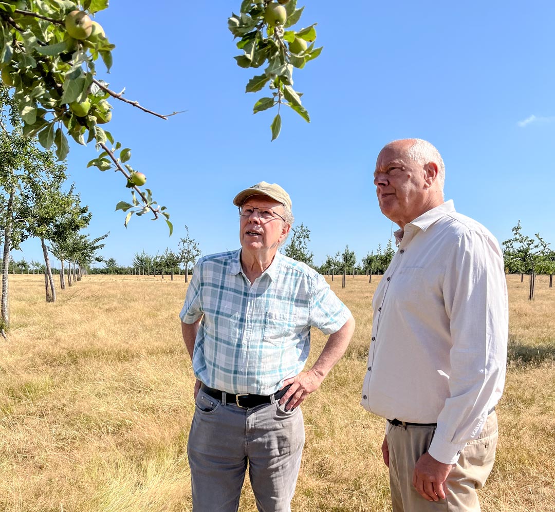 Museum of Cider volunteers David Marshall, Chairman of trustees (right), and John Teiser, Conservator of Fruit, with part of the National Plant Collection® of cider apple trees in the Museum of Cider’s orchards. Museum of Cider volunteers David Marshall, Chairman of trustees (right), and John Teiser, Conservator of Fruit, with part of the National Plant Collection® of cider apple trees in the Museum of Cider’s orchards.