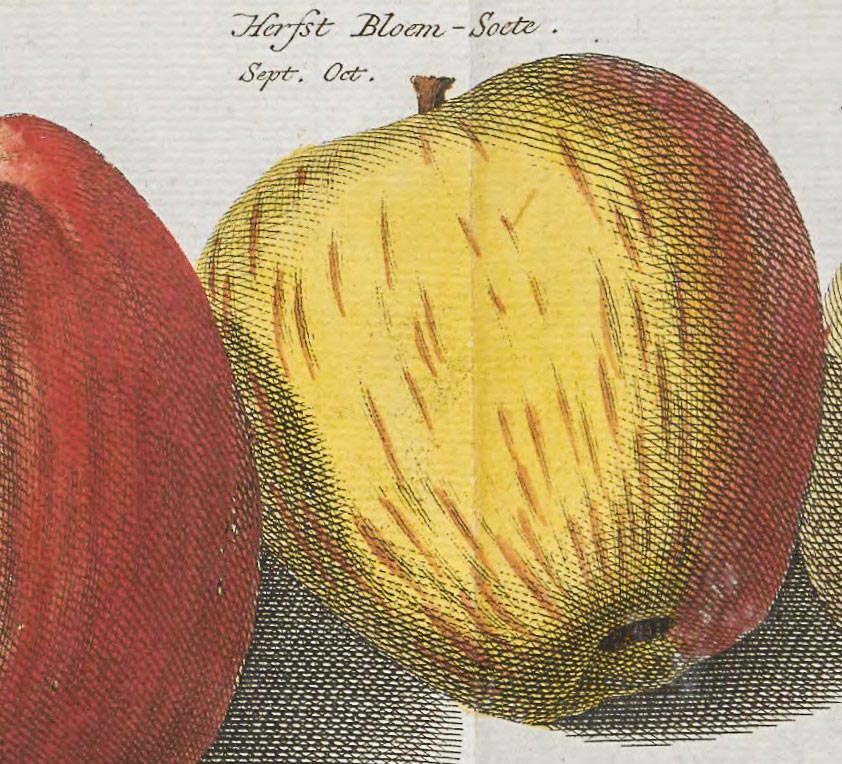 ‘Herfst Bloem Soete’ in Knoop’s Pomologia courtesy of Utrecht University Library ‘Herfst Bloem Soete’ in Knoop’s Pomologia courtesy of Utrecht University Library