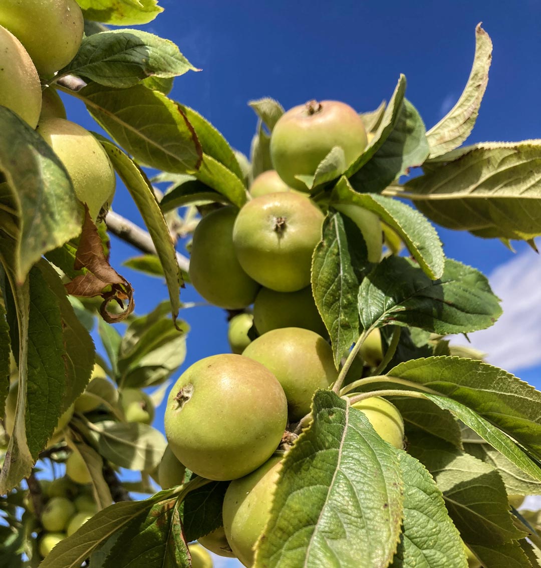 Bedan cider apple tree in one of the Museum of Cider's collection orchards Bedan cider apple tree in one of the Museum of Cider's collection orchards