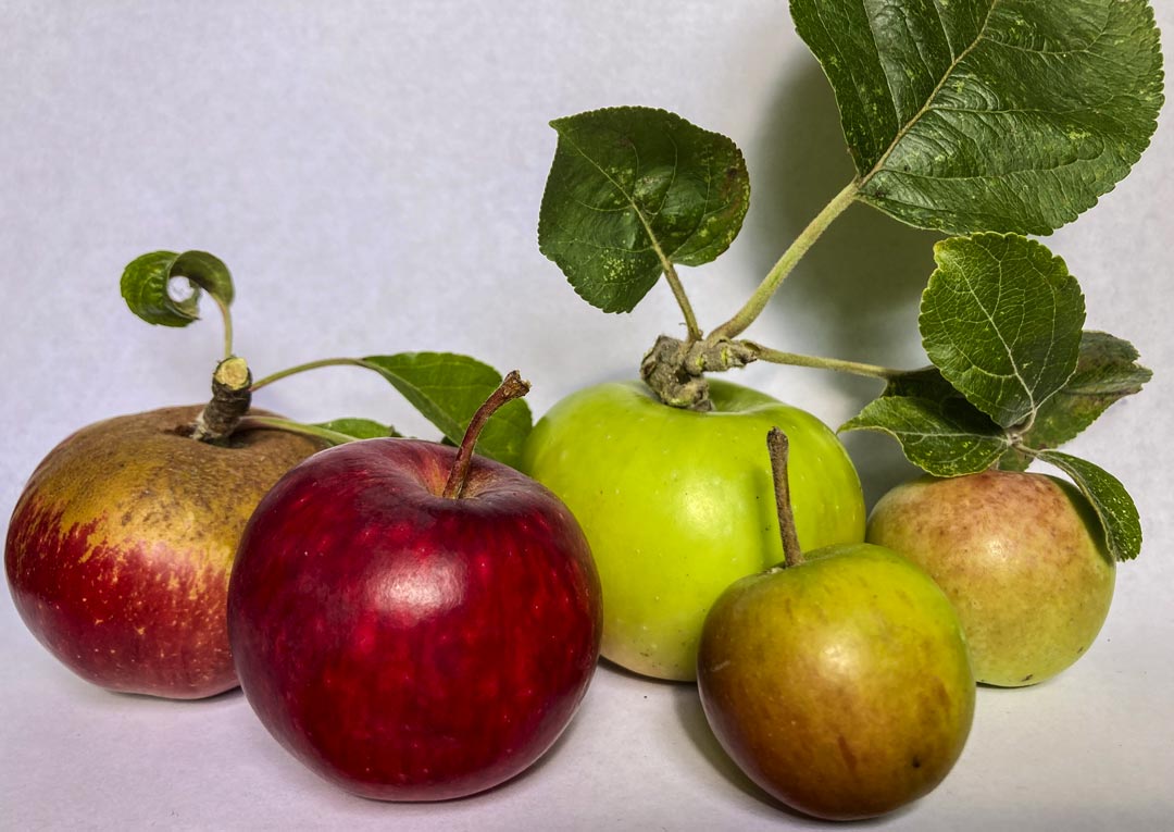 Heritage cider apples from the Museum of Cider's collection orchards - Marechal, Tanner's Red, Court Royal, Red Jersey, Peau de Vache Heritage cider apples from the Museum of Cider's collection orchards - Marechal, Tanner's Red, Court Royal, Red Jersey, Peau de Vache